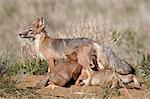 SWIFT-Fuchs (Vulpes Velox) Füchsin Pflege ihrer vier Kits auf ihre Den, Pawnee National Grassland, Colorado, USA, Nordamerika