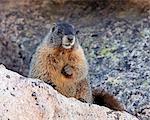 Yellow-bellied marmot (yellowbelly marmot) (Marmota flaviventris), Mount Evans, Arapaho-Roosevelt National Forest, Colorado, United States of America, North America