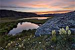 Sulphur Paintbrush and Alpine tarns at dawn, San Juan National Forest, Colorado, United States of America, North America