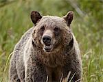 Grizzli (Ursus arctos horribilis), Glacier National Park, Montana, États-Unis d'Amérique, Amérique du Nord