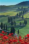 Winding road and poppies, Montichiello, Tuscany, Italy, Europe