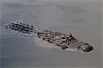 American alligator (Alligator mississippiensis), Everglades, UNESCO World Heritage Site, Florida, United States of America, North America