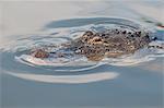 American alligator (Alligator mississippiensis), Everglades, UNESCO World Heritage Site, Florida, United States of America, North America