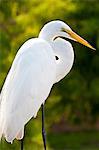 Grande Aigrette (Ardea alba), Everglades, Floride, États-Unis d'Amérique, Amérique du Nord