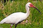 Blanc ibis (Eudocimus albus), Everglades, Floride, États-Unis d'Amérique, Amérique du Nord