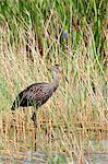 Limpkin (Aramus guarauna), Everglades, Florida, United States of America, North America