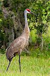 Grue du Canada (Grus canadensis), Everglades, Floride, États-Unis d'Amérique, Amérique du Nord