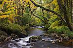 Rivière Teign traverse des bois feuillus à l'automne, Dartmoor, Devon, Angleterre, Royaume-Uni, Europe