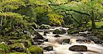 Rivière Plym traversant Dewerstone Wood, Dartmoor, Devon, Angleterre, Royaume-Uni, Europe