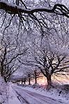 Tree lined country lane in winter snow, Exmoor, Somerset, England, United Kingdom, Europe