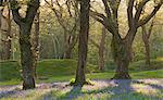 Bluebells poussant dans un bois de chênes, Blackbury Camp, Devon, Angleterre, Royaume-Uni, Europe