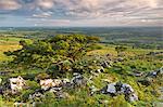 Weißdorn Bäume auf Moorlandschaft von Dartmoor in Sommerzeit, Devon, England, Vereinigtes Königreich, Europa