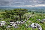 Weißdorn Bäume auf Cox Tor im Sommer, Dartmoor, Devon, England, Vereinigtes Königreich, Europa