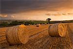 Bottes de foin dans un champ labouré au coucher du soleil, Eastington, Devon, Angleterre, Royaume-Uni, Europe