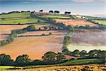 Campagne vallonnée un matin brumeux, mid Devon, Angleterre, Royaume-Uni, Europe