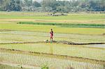 Rice farmer performing early morning puja in his ricefield, rural West Bengal, India, Asia