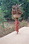 Village woman in red sari carrying basket of dry palm leaves on her head, Ballia, rural Orissa, India, Asia