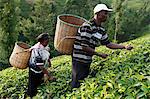 Agriculteur Lincoln Kimanthi Mugo et son épouse, Polly Mukami cueillette de thé, Kathangiri, Kenya, Afrique de l'est, Afrique