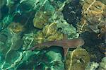 Noir à dents de requins dans les eaux cristallines du lagon de Marovo, îles Salomon, Pacifique