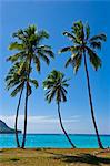 Palm trees, Port Orly, Island of Espiritu Santo, Vanuatu, South Pacific, Pacific
