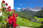 Roses on chalet wall, Val di Funes, Bolzano Province, Trentino-Alto Adige/South Tyrol, Italian Dolomites, Italy, Europe