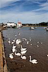 Swans and ducks on the River Deben at Woodbridge Riverside, Woodbridge, Suffolk, England, United Kingdom, Europe