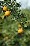 Détail des oranges, Chypre, Europe