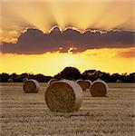 Balles de foin au coucher du soleil, East Sussex, Angleterre, Royaume-Uni, Europe