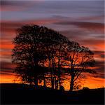 Clump of trees at sunrise, Avebury, Wiltshire, England, United Kingdom, Europe