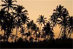 Palmiers au coucher du soleil, Goa, Inde, Asie