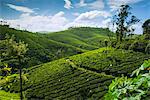 View over tea plantations, near Munnar, Kerala, India, Asia