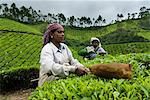 Tea pickers, near Munnar, Kerala, India, Asia