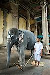 L'éléphant de Temple, le Temple Sri Meenakshi Sundareshwara, Madurai, Tamil Nadu, Inde, Asie