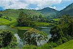 View over Tea Estate, Tamil Nadu, India, Asia