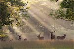 Cerf dans la matinée par brouillard, parc de l'abbaye de Woburn, Woburn, Bedfordshire, Angleterre, Royaume-Uni, Europe