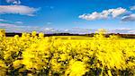 Fields of wind-swept oilseed rape in springtime, Bramham, West Yorkshire, Yorkshire, England, United Kingdom, Europe