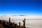 Kakteen auf der Isla de Los Pescadores, Volcan Tunupa und die Salinen, Salar de Uyuni, Südwest-Hochland, Bolivien, Südamerika