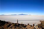 Cactus sur la Isla de los Pescadores, Volcan Tunupa et les marais salants, Salar de Uyuni, Amérique du sud-sud-ouest des hautes-terres (Bolivie),