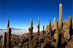 Cactus sur la Isla de los Pescadores et les marais salants du Salar d'Uyuni, hautes terres du Sud-Ouest, en Bolivie, en Amérique du Sud