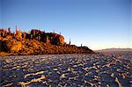 Cacti at sunset on Isla de los Pescadores and salt flats, Salar de Uyuni, Southwest Highlands, Bolivia, South America