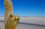 Cactus sur la Isla de los Pescadores et marais salants, Salar de Uyuni, Amérique du sud-sud-ouest des hautes-terres (Bolivie),