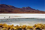 Flamingos on Laguna Canapa, Southwest Highlands, Bolivia, South America