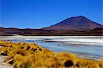 Flamingos on Laguna Canapa, South Lipez, Southwest Highlands, Bolivia, South America