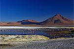 Flamants roses sur Laguna Colorada (lagune rouge), réserve nationale de faune de Eduardo Avaroa andine, au sud-ouest des hautes-terres, Bolivie, Amérique du Sud