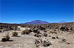 Hautes terres du Sud-Ouest, en Bolivie, en Amérique du Sud