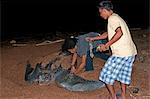 Anwenden von einen Tag auf einer Lederschildkröte (Dermochelys Coriacea) bei seiner Verschachtelung Website, Shell Beach, Guyana, Südamerika