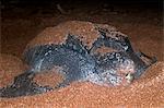 Frontal view of female Leatherback turtle (Dermochelys coriacea) covered in sand from excavation of the nest hole, Shell Beach, Guyana, South America