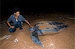 Turtle warden with nesting Leatherback turtle (Dermochelys coriacea), Shell Beach, Guyana, South America