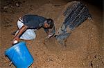 Oeufs de tortue (Dermochelys coriacea) luth sont recueillis pour le transfert d'un plus sûr écloserie emplacement, Shell Beach, au Guyana, en Amérique du Sud