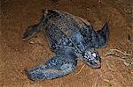 Leatherback turtle (Dermochelys coriacea) at nest site, Shell Beach, Guyana, South America